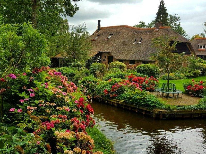 Thatched Giethoorn cottages behind banks of hydrangeas on the canal